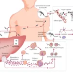 Life Cycle of Plasmodium vivax