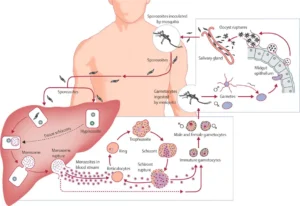 Plasmodium vivax – Morphology, Life Cycle, Epidemiology, Pathogenicity, Diagnosis, Prophylaxis and Treatment