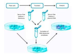 Transfection Protocols – Principle, Protocol, Uses