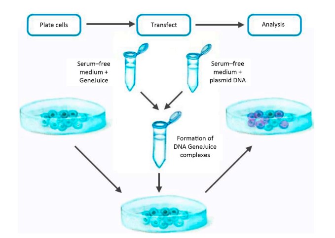 Transfection Protocols - Principle, Protocol, Uses