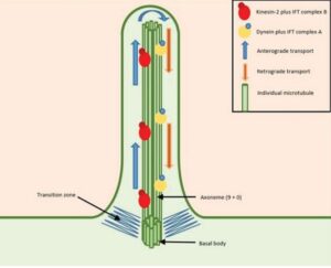 Cilia – Definition, Structure, Types, Function