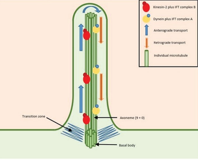 Cilia - Definition, Structure, Types, Function