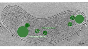 Storage Granules – Definition, Structure, Functions
