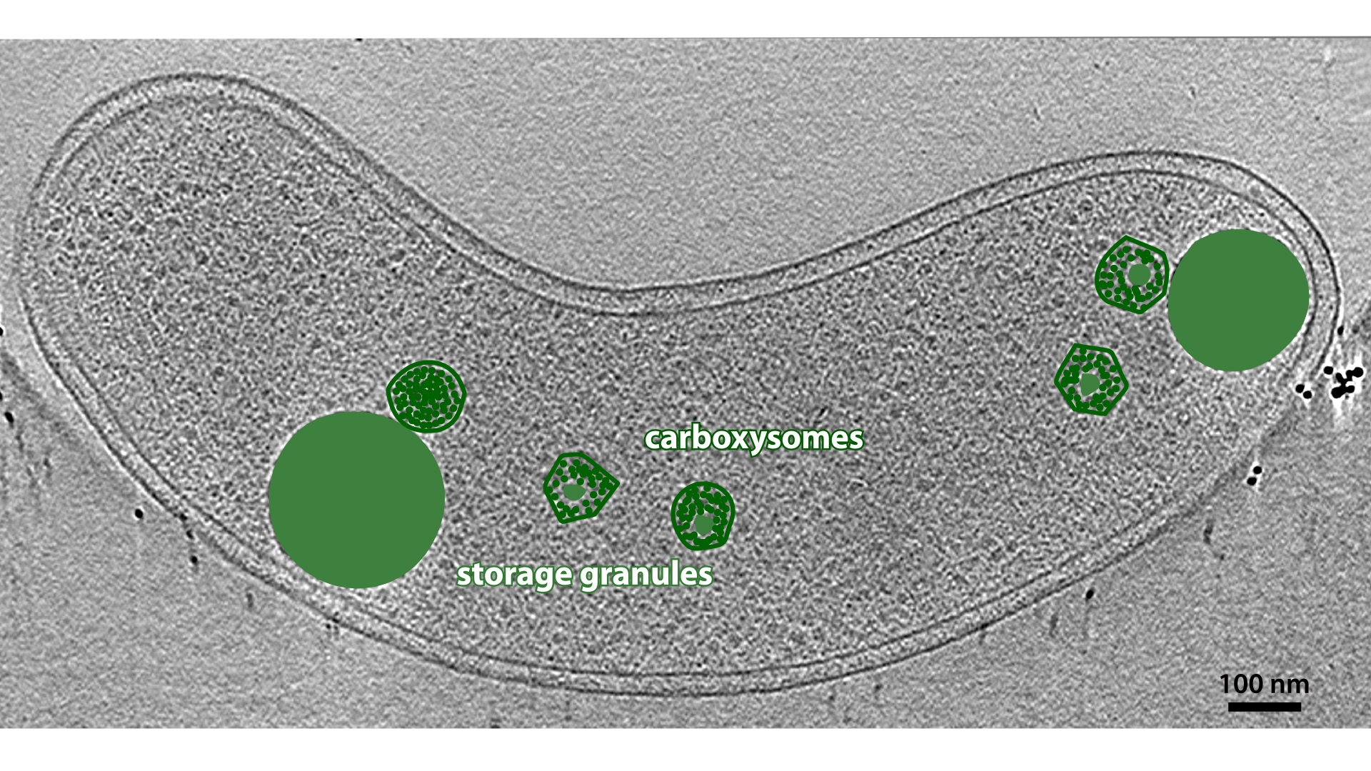 Storage Granules - Definition, Structure, Functions