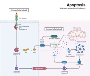 Apoptosis Pathway- Definition, Functions, Mechanism, Examples