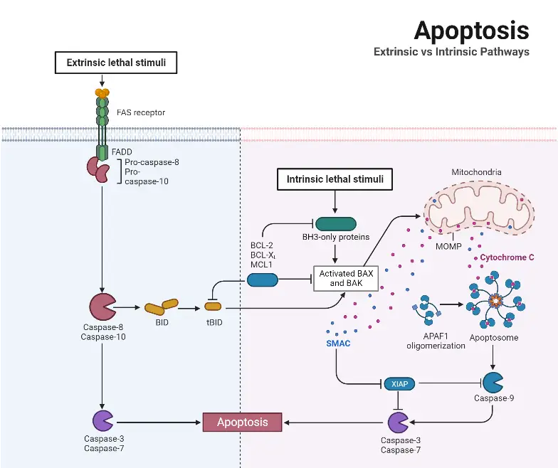 Apoptosis Pathway- Definition, Functions, Mechanism, Examples - Biology ...