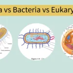 Archaea vs Bacteria vs Eukarya - 30 Differences, Definition, Examples