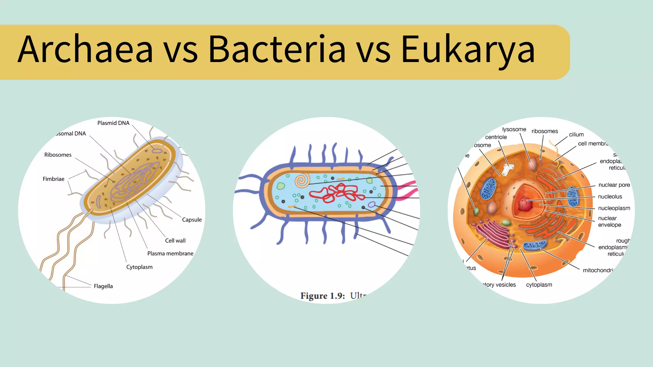 Archaea vs Bacteria vs Eukarya - 30 Differences, Definition, Examples