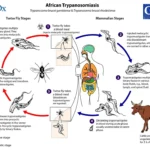 Life cycle of Trypanosoma gambiense