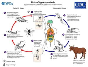 Trypanosoma gambiense – Life Cycle, Pathogenesis, Prophylaxis, Structure, Treatment