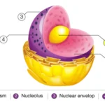 Nucleolus - Definition, Structure, Functions