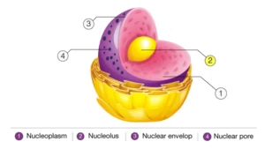 Nucleolus – Definition, Structure, Functions