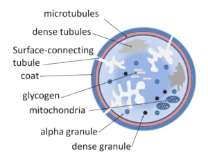 Platelets (Thrombocytes) – Definition, Structure, Function