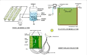 Algae Bioreactor – Definition, Types, Feature, Uses