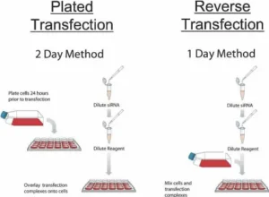 Reverse transfection – Definition, Protocol, Applications