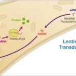 Lentiviral Transfection Protocol