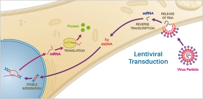 Lentiviral Transfection Protocol