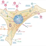 Transfection - Definition, Types, Principle, Applications