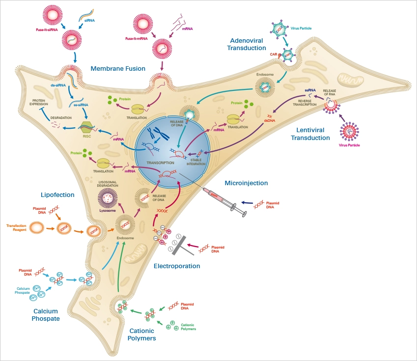 Transfection - Definition, Types, Principle, Applications