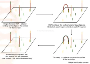 Next Generation Sequencing – Principle, Steps Involved, and Applications