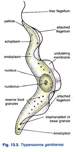 Structure of Trypanosoma Gambiense