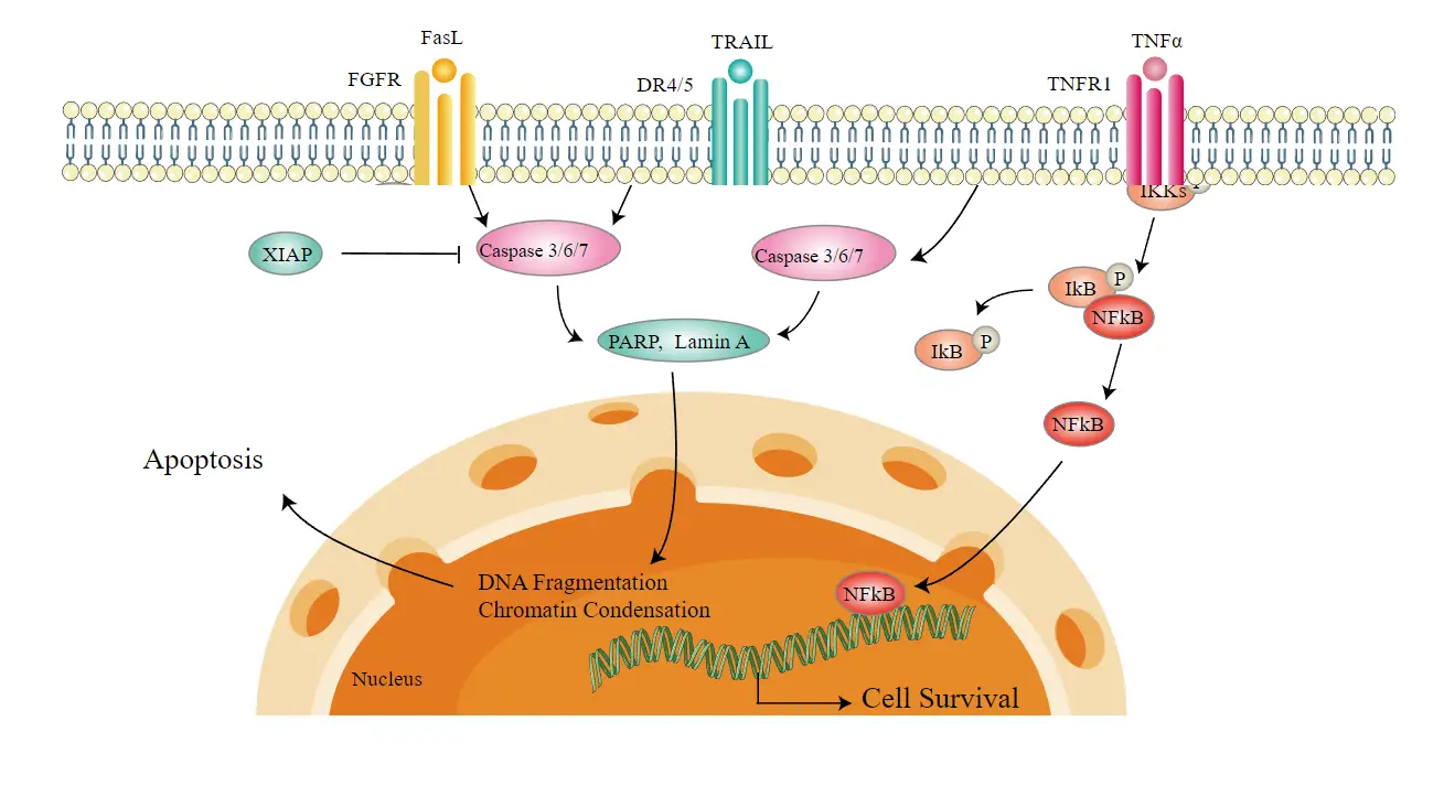 Extrinsic Pathway of Apoptosis - Definition, Mechanism, Functions ...