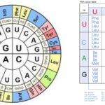 Genetic Code - Definition, Characteristics, Wobble Hypothesis