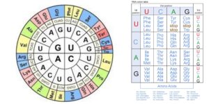 Genetic Code – Definition, Characteristics, Wobble Hypothesis