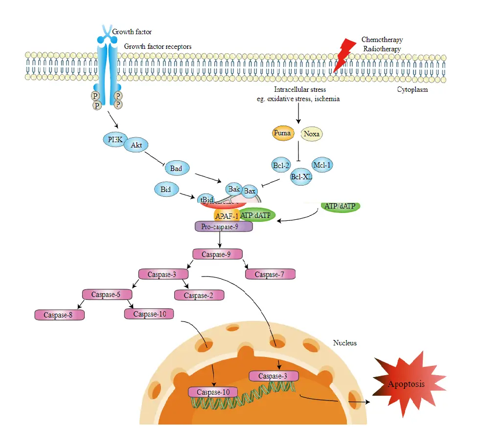 Intrinsic Pathway of Apoptosis - Definition, Process - Biology Notes Online