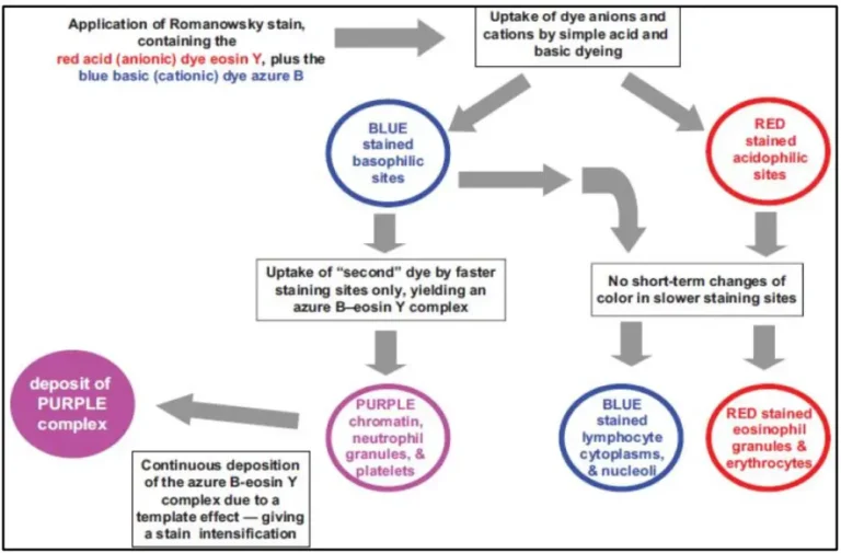 Principle of Romanowsky Stains