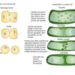 Cytokinesis - Definition and Process In animal and Plant Cells