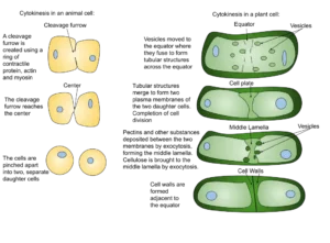 Cytokinesis – Definition and Process In animal and Plant Cells