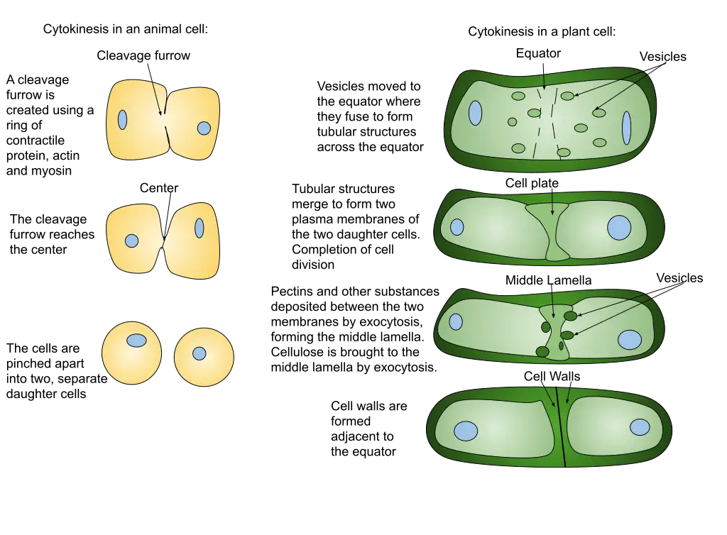 Cytokinesis - Definition and Process In animal and Plant Cells