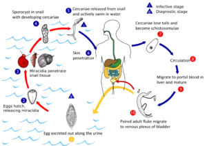 Schistosoma haematobium – Life cycle, pathogenicity and prophylaxis