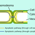 Plasmodesmata: Definition, Structure, Functions and Diagram