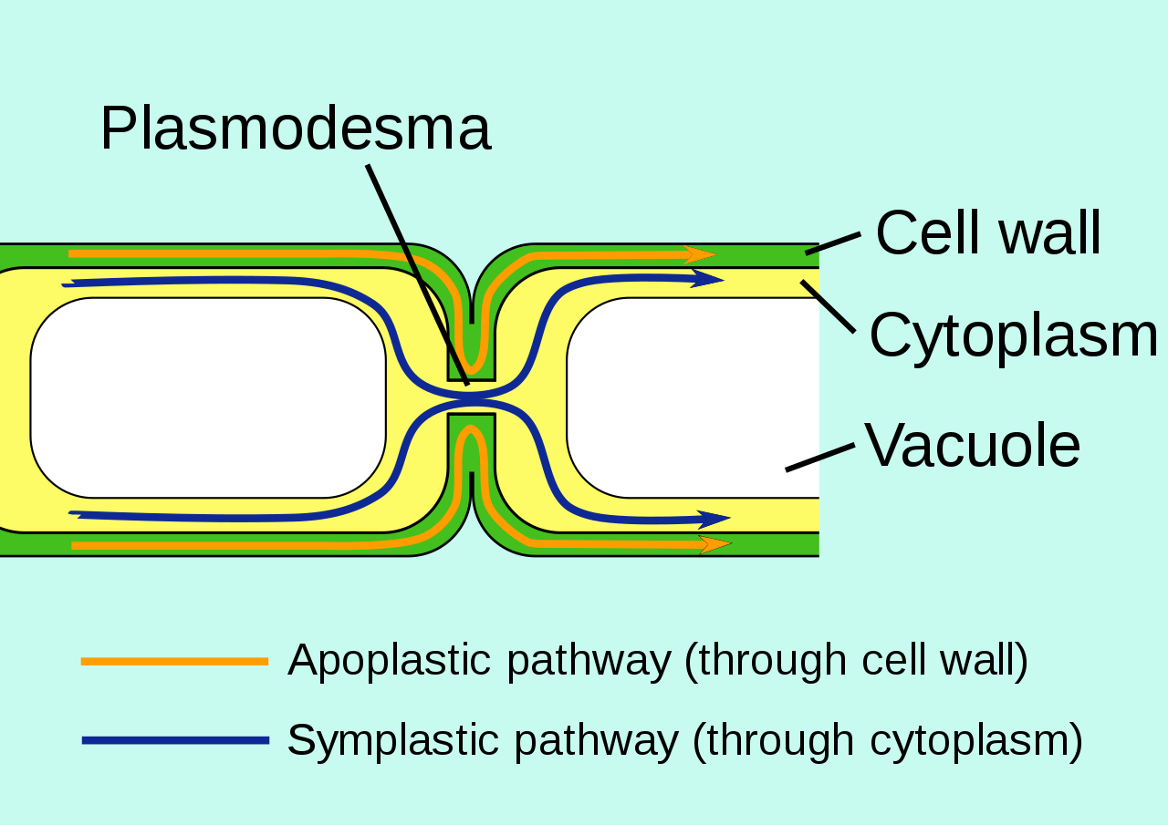 Plasmodesmata: Definition, Structure, Functions and Diagram