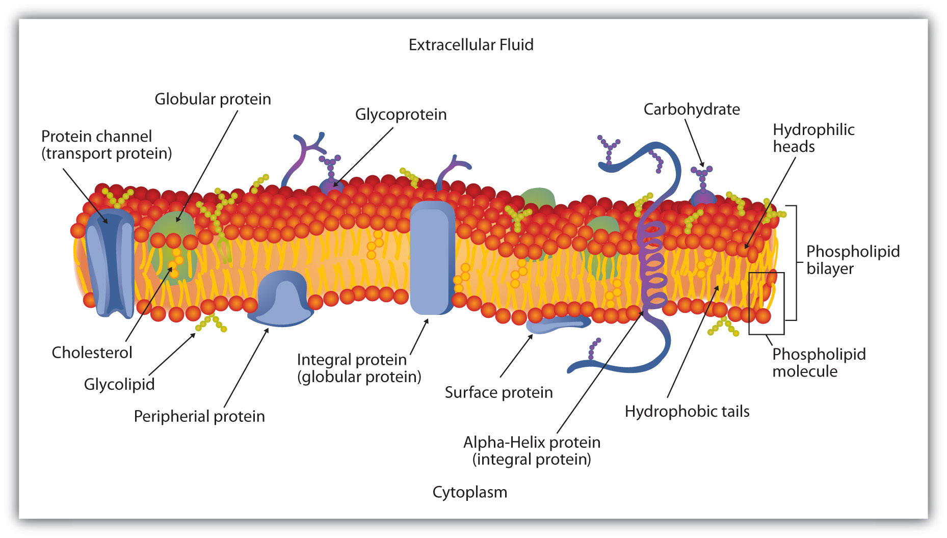 Membrane Lipids - Definition, Structure, Formation, FunctionsMembrane Lipids - Definition, Structure, Formation, Functions