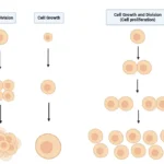 Cell proliferation - Definition, Types, differentiation, assay, diseases