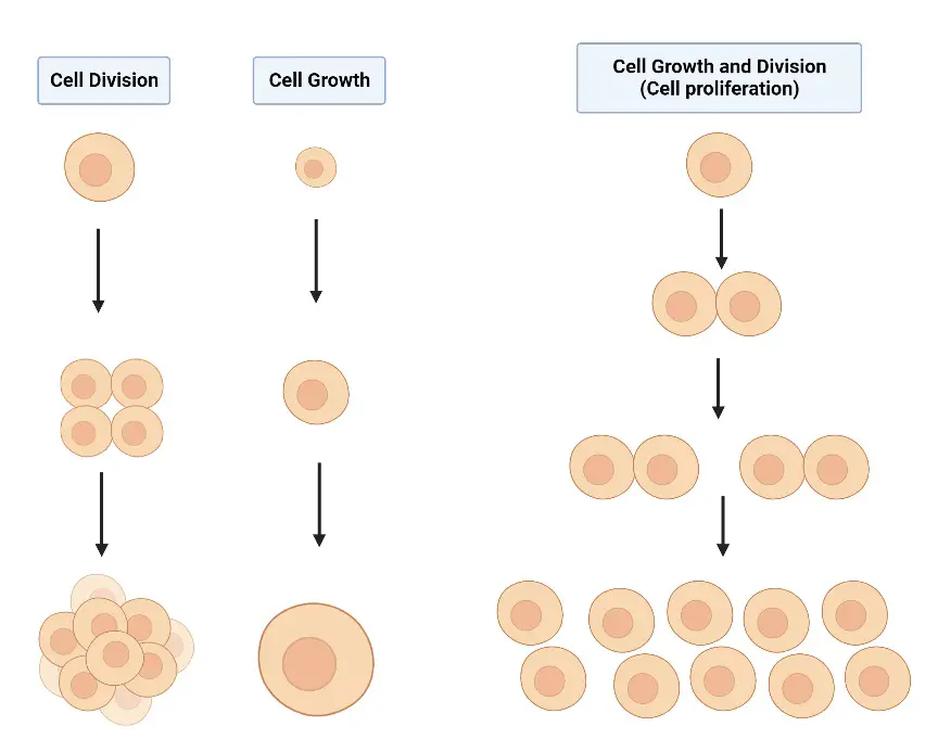 Cell proliferation - Definition, Types, differentiation, assay, diseases