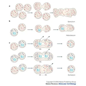 Cell Fusion – Definition, Types, Significance