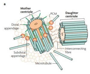 Centrosome – Definition, Structure, Functions, Diagram