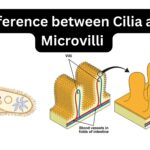 Difference between Cilia and Microvilli