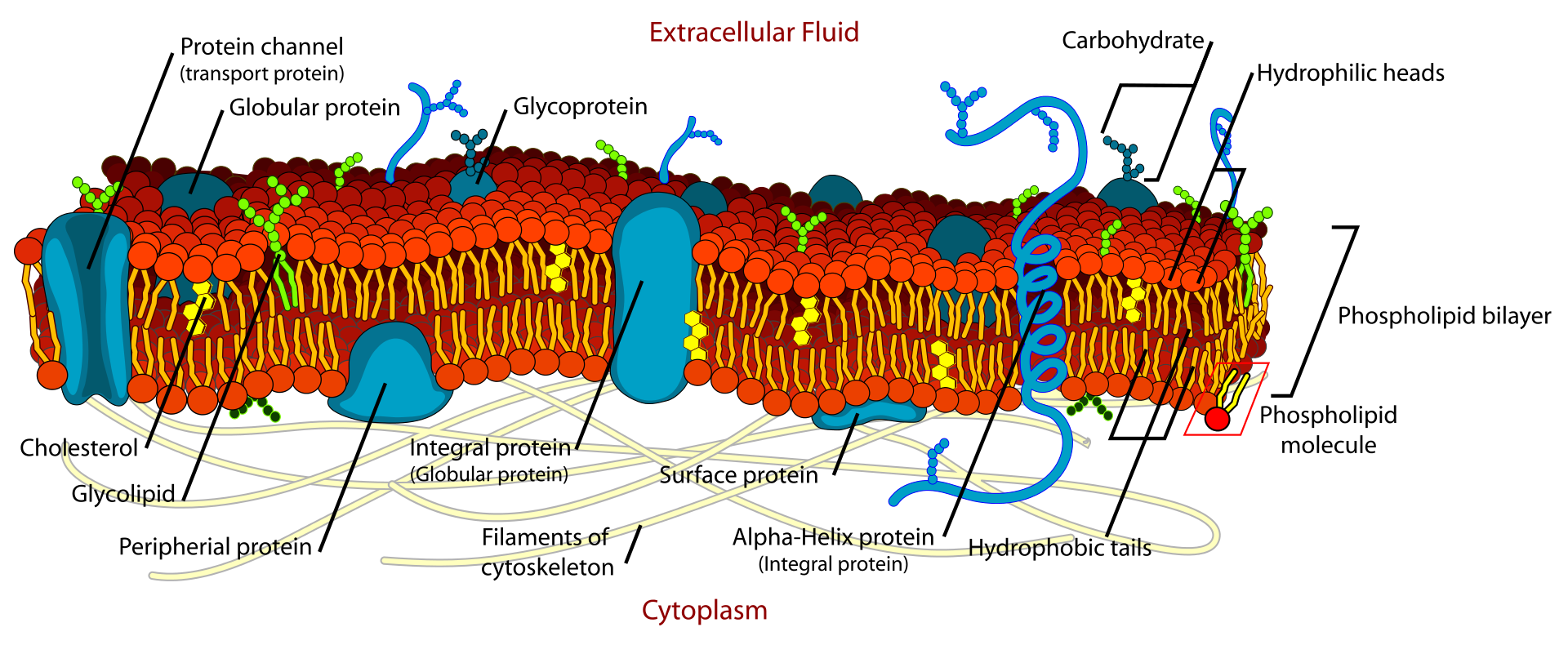 Fluid Mosaic Model of Plasma Membrane