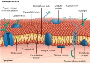 Membrane Proteins – Definition, Types, Functions