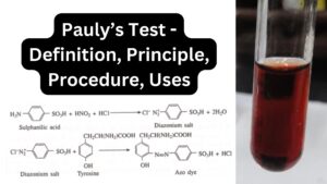 Pauly’s Test – Definition, Principle, Procedure, Uses