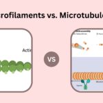 Differences Between Microfilaments and Microtubules - Microfilaments vs. Microtubules