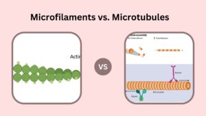 Differences Between Microfilaments and Microtubules – Microfilaments vs. Microtubules
