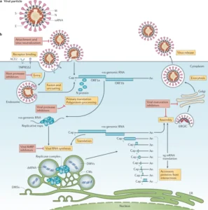 Severe Acute Respiratory Syndrome Coronavirus (SARS-CoV)