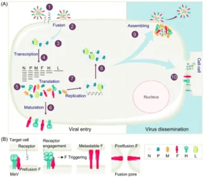 Measles Virus – Structure, Genome, Replication, Pathogenesis