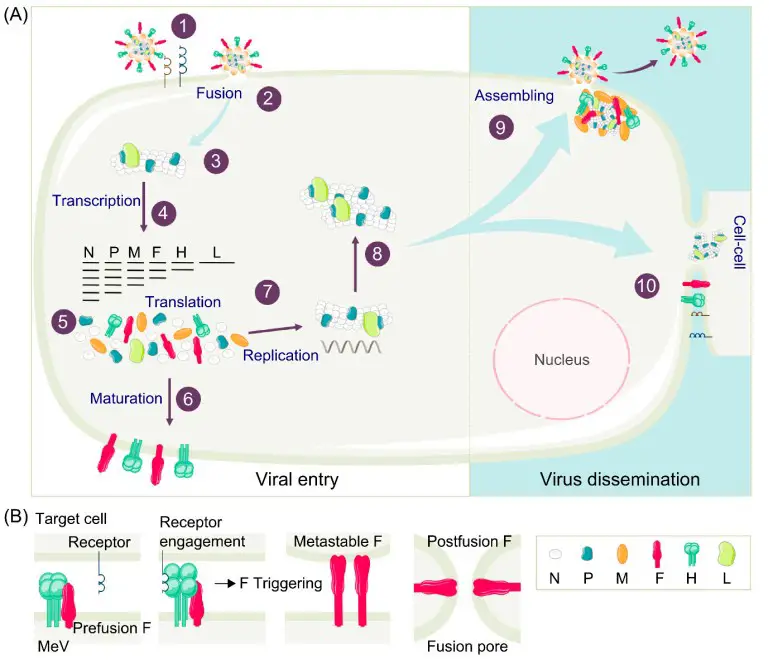 Measles Virus - Structure, Genome, Replication, Pathogenesis - Biology ...